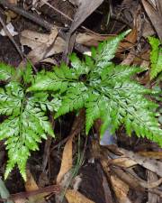 Fotografia da espécie Asplenium adiantum-nigrum