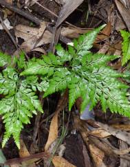 Asplenium adiantum-nigrum var. adiantum-nigrum