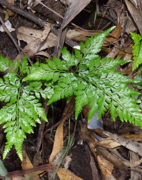 Fotografia 1 da espécie Asplenium adiantum-nigrum var. adiantum-nigrum no Jardim Botânico UTAD