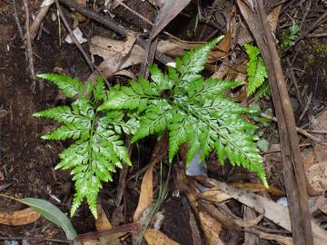 Fotografia da espécie Asplenium adiantum-nigrum var. adiantum-nigrum