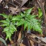 Fotografia 1 da espécie Asplenium adiantum-nigrum var. adiantum-nigrum do Jardim Botânico UTAD