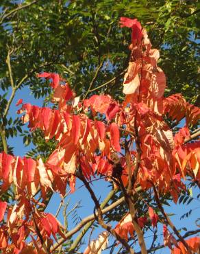 Fotografia 1 da espécie Rhus typhina no Jardim Botânico UTAD