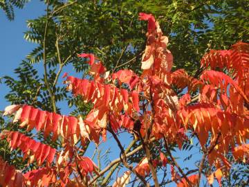 Fotografia da espécie Rhus typhina