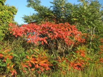 Fotografia da espécie Rhus typhina