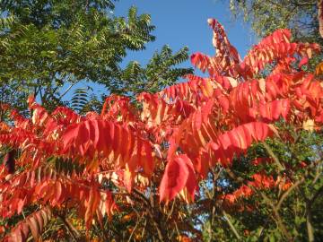 Fotografia da espécie Rhus typhina