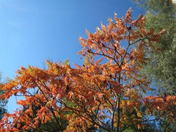 Fotografia da espécie Rhus typhina