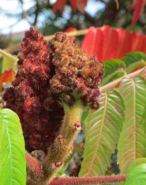 Fotografia 5 da espécie Rhus typhina no Jardim Botânico UTAD