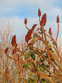 Fotografia da espécie Rhus typhina