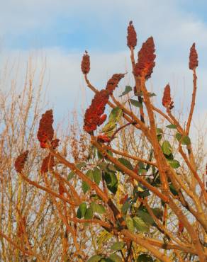 Fotografia 6 da espécie Rhus typhina no Jardim Botânico UTAD