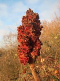 Fotografia da espécie Rhus typhina