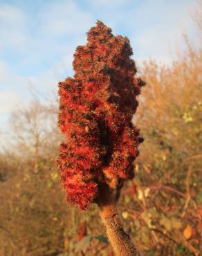 Fotografia 7 da espécie Rhus typhina no Jardim Botânico UTAD