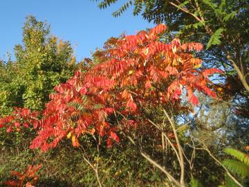 Fotografia da espécie Rhus typhina