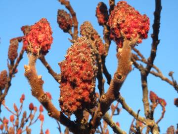 Fotografia da espécie Rhus typhina