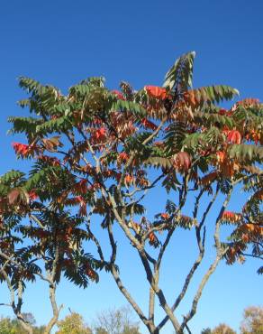 Fotografia 10 da espécie Rhus typhina no Jardim Botânico UTAD