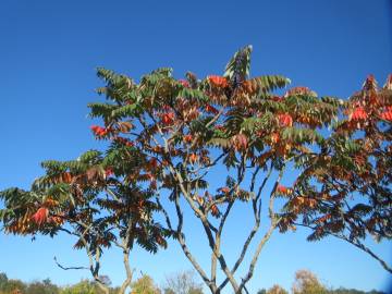 Fotografia da espécie Rhus typhina