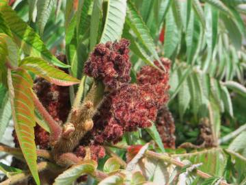 Fotografia da espécie Rhus typhina