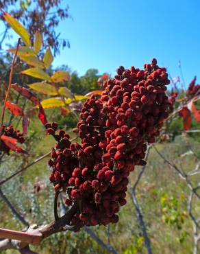 Fotografia 12 da espécie Rhus typhina no Jardim Botânico UTAD