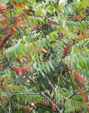 Fotografia 13 da espécie Rhus typhina no Jardim Botânico UTAD