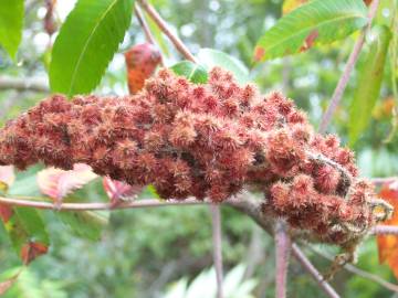 Fotografia da espécie Rhus typhina