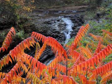 Fotografia da espécie Rhus typhina