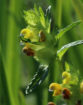 Fotografia 8 da espécie Rhinanthus minor no Jardim Botânico UTAD