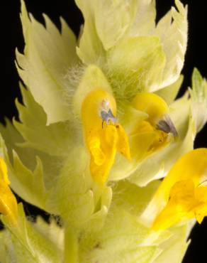 Fotografia 9 da espécie Rhinanthus minor no Jardim Botânico UTAD