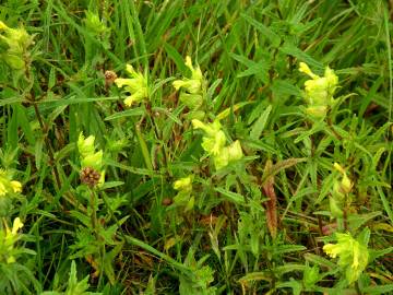 Fotografia da espécie Rhinanthus minor