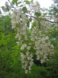 Fotografia da espécie Robinia pseudoacacia