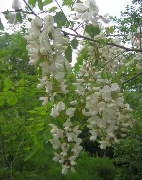 Fotografia 9 da espécie Robinia pseudoacacia no Jardim Botânico UTAD