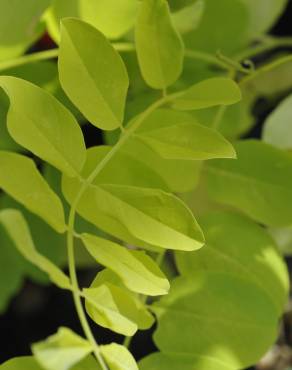 Fotografia 10 da espécie Robinia pseudoacacia no Jardim Botânico UTAD