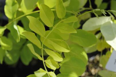 Fotografia da espécie Robinia pseudoacacia