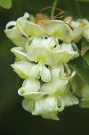 Fotografia da espécie Robinia pseudoacacia