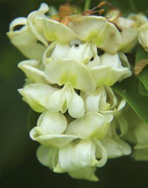 Fotografia 11 da espécie Robinia pseudoacacia no Jardim Botânico UTAD