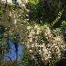 Fotografia 13 da espécie Robinia pseudoacacia do Jardim Botânico UTAD