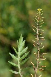 Fotografia da espécie Rorippa sylvestris subesp. sylvestris