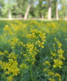 Fotografia da espécie Rorippa sylvestris subesp. sylvestris