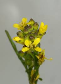 Fotografia da espécie Rorippa sylvestris subesp. sylvestris