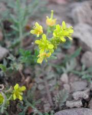 Fotografia da espécie Rorippa sylvestris