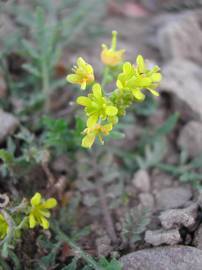 Fotografia da espécie Rorippa sylvestris subesp. sylvestris