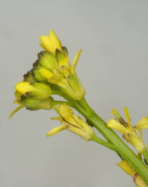 Fotografia 7 da espécie Rorippa sylvestris subesp. sylvestris no Jardim Botânico UTAD