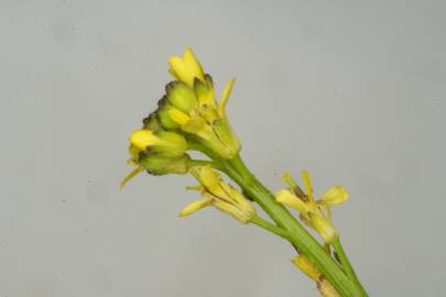 Fotografia da espécie Rorippa sylvestris subesp. sylvestris