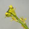 Fotografia 7 da espécie Rorippa sylvestris subesp. sylvestris do Jardim Botânico UTAD