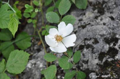 Fotografia da espécie Rosa canina