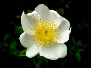 Fotografia da espécie Rosa canina