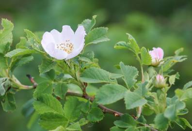 Fotografia da espécie Rosa canina