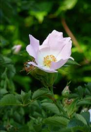 Fotografia da espécie Rosa canina