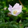 Fotografia 6 da espécie Rosa canina do Jardim Botânico UTAD