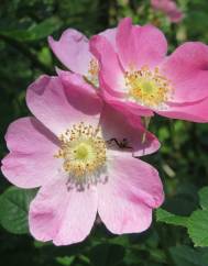 Rosa dumalis