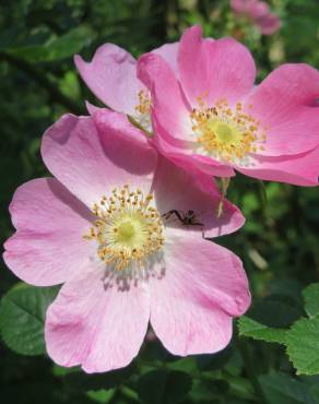 Fotografia 1 da espécie Rosa dumalis no Jardim Botânico UTAD