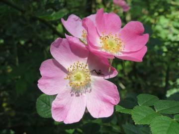 Fotografia da espécie Rosa dumalis